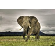 African Elephant African Elephant