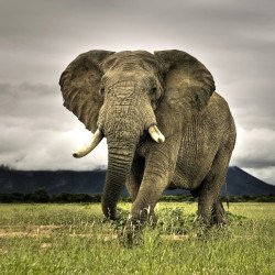 African Elephant African Elephant