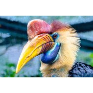 Hornbill Face Hornbill Face