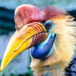 Hornbill Face Hornbill Face