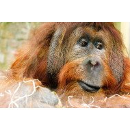 Orangutan Ape Poster Orangutan Ape Poster