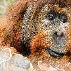 Orangutan Ape Poster