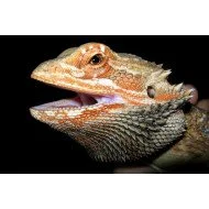 Bearded Dragon