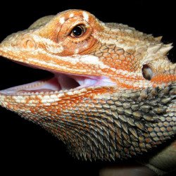 Bearded Dragon Bearded Dragon