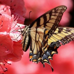 Butterfly On Flower Poster Poster Butterfly On Flower Poster Poster