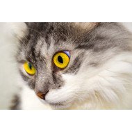 Cat's Deep Eyes Cat's Deep Eyes