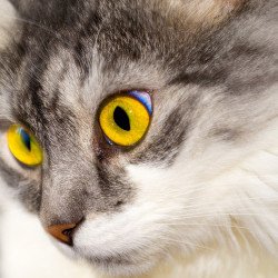 Cat's Deep Eyes Cat's Deep Eyes