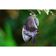 Butterfly Out Of Her Cocoon Poster Butterfly Out Of Her Cocoon Poster