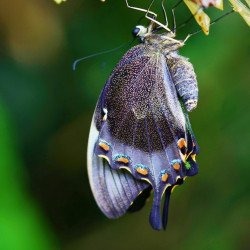 Butterfly Out Of Her Cocoon Poster Butterfly Out Of Her Cocoon Poster