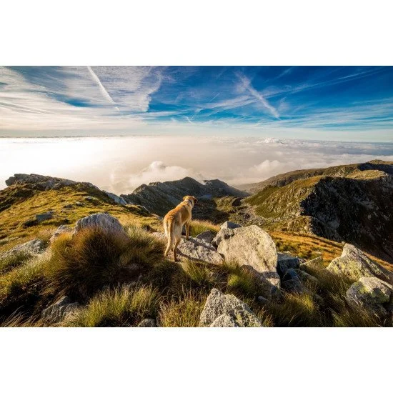 Dog Alone On Vacation