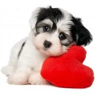 Valentine Dog Love