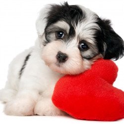 Valentine Dog Love Valentine Dog Love