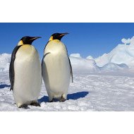 Penguins Love Penguins Love
