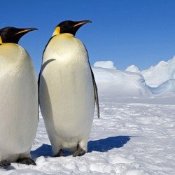 Penguins Love Penguins Love