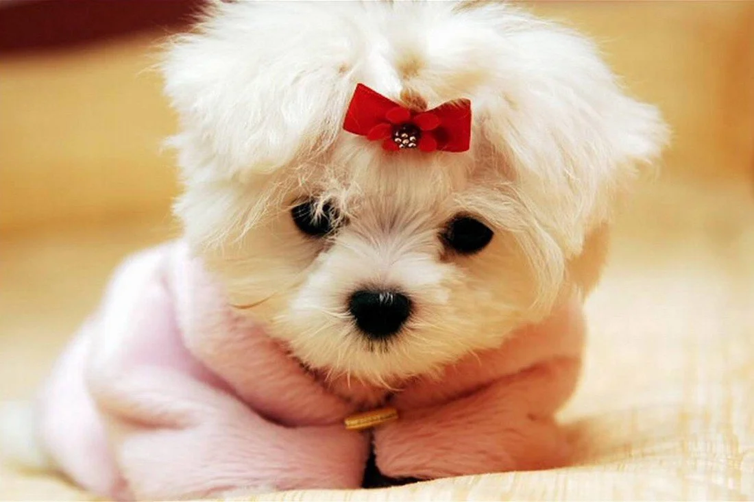 Just Cute - Puppy In A Sweater