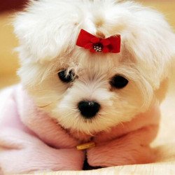 Just Cute - Puppy In A Sweater