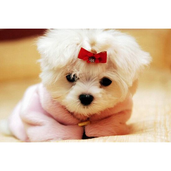 Just Cute - Puppy In A Sweater