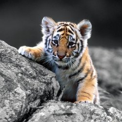 Just Cute - Cub On The Rocks