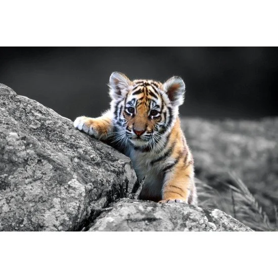 Just Cute - Cub On The Rocks