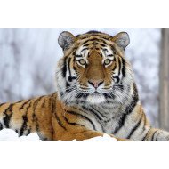 Sharp Eye Tiger Sharp Eye Tiger