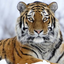 Sharp Eye Tiger Sharp Eye Tiger