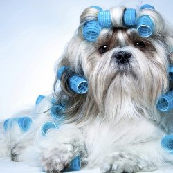 Just Cute -  Dog Makeup