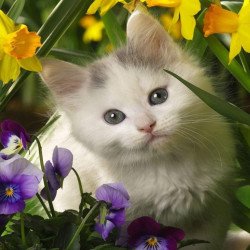 Just Cute - White Cat With Flowers