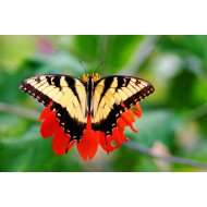 Aura - Colourful Butterfly Aura - Colourful Butterfly