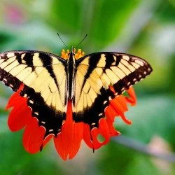 Aura - Colourful Butterfly