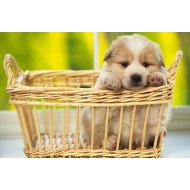 Just Cute - Puppy In The Basket Just Cute - Puppy In The Basket