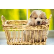 Just Cute - Puppy In The Basket