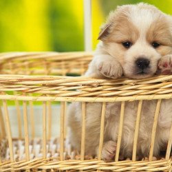 Just Cute - Puppy In The Basket