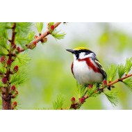 Aura - Bird Aura - Bird