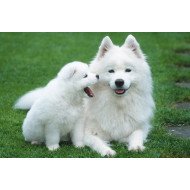 Just Cute - Puppy With His Mother Just Cute - Puppy With His Mother