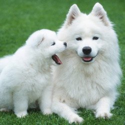 Just Cute - Puppy With His Mother