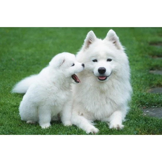 Just Cute - Puppy With His Mother