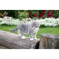 Just Cute - Cat On Trunk