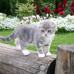 Just Cute - Cat On Trunk Just Cute - Cat On Trunk
