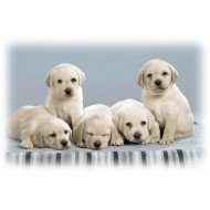 Just Cute - Puppies Just Cute - Puppies