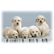 Just Cute - Puppies