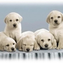 Just Cute - Puppies Just Cute - Puppies