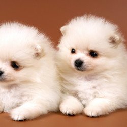 Just Cute - Two White Puppies