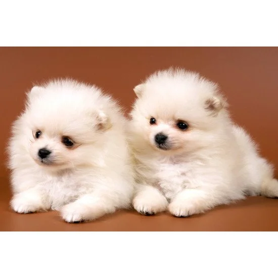 Just Cute - Two White Puppies Just Cute - Two White Puppies