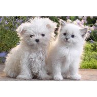 Just Cute - Cat & Dog Just Cute - Cat & Dog