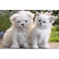 Just Cute - Cat & Dog