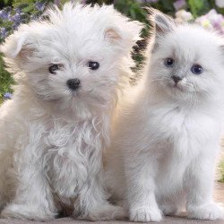 Just Cute - Cat & Dog Just Cute - Cat & Dog
