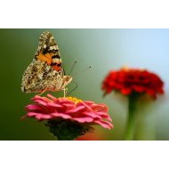 Aura - Yellow Butterfly Aura - Yellow Butterfly