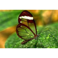 Aura - Transparent Butterfly Aura - Transparent Butterfly