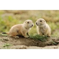 Just Cute - Squirrels