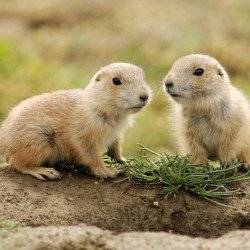 Just Cute - Squirrels